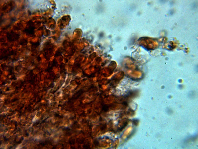 Anomoloma albolutescens 10 - Himenio 2